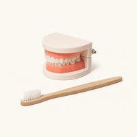 Brushing Teeth Model Kids Dental Teaching Set — complete set on a neutral background