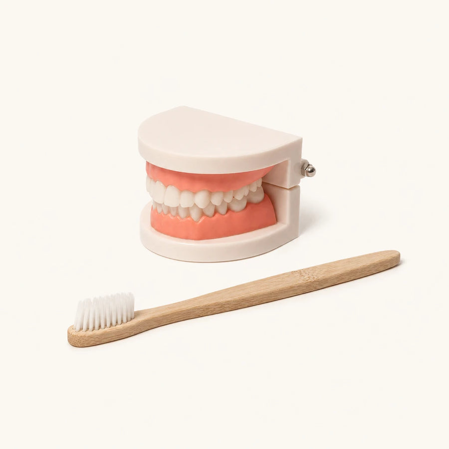 Brushing Teeth Model Kids Dental Teaching Set — complete set on a neutral background