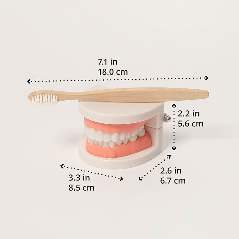 Brushing Teeth Model Kids Dental Teaching Set — view 1