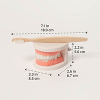 Brushing Teeth Model Kids Dental Teaching Set — view 1